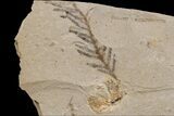 Dawn Redwood (Metasequoia) Fossils - Montana #165173-1